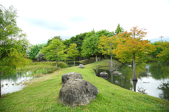 花蓮落羽松景觀餐廳！松湖驛站落羽松湖畔美景，品嚐各國美食合菜下午茶。