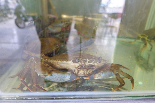 【食記】台中・南屯｜文心路粥堂・每日活體海鮮粥・給你超新鮮現殺現煮的大沙公和紅蟳！還有鮮甜的絲瓜蛤粥