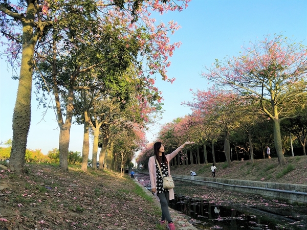 虎尾農博美人樹大道:【雲林虎尾景點】粉紅色的美人樹大道~少女心IG美拍