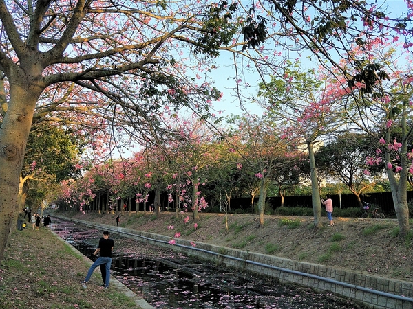 虎尾農博美人樹大道:【雲林虎尾景點】粉紅色的美人樹大道~少女心IG美拍