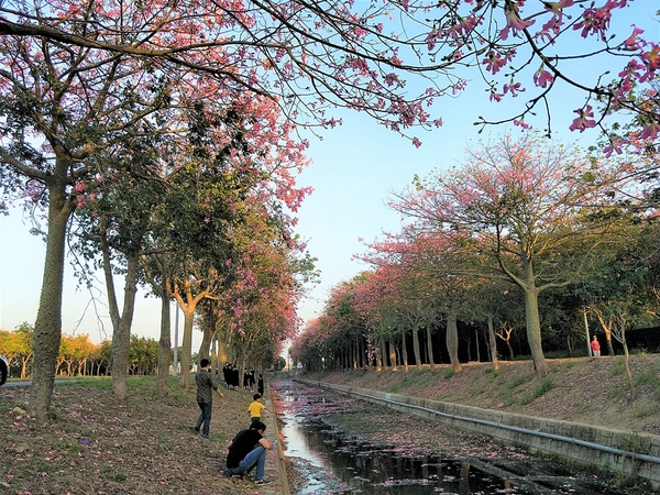 虎尾農博美人樹大道:【雲林虎尾景點】粉紅色的美人樹大道~少女心IG美拍