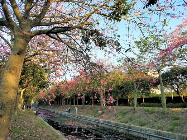虎尾農博美人樹大道:【雲林虎尾景點】粉紅色的美人樹大道~少女心IG美拍