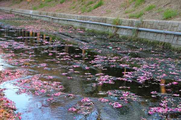 虎尾農博美人樹大道:【雲林虎尾景點】粉紅色的美人樹大道~少女心IG美拍