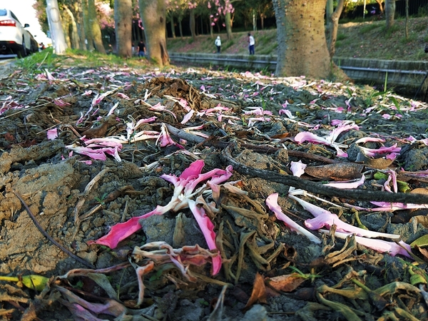虎尾農博美人樹大道:【雲林虎尾景點】粉紅色的美人樹大道~少女心IG美拍