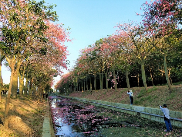 虎尾農博美人樹大道:【雲林虎尾景點】粉紅色的美人樹大道~少女心IG美拍