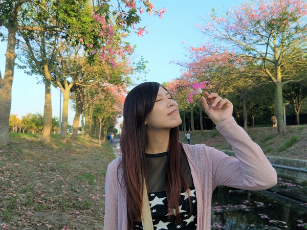 虎尾農博美人樹大道:【雲林虎尾景點】粉紅色的美人樹大道~少女心IG美拍