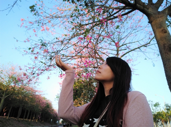 虎尾農博美人樹大道:【雲林虎尾景點】粉紅色的美人樹大道~少女心IG美拍