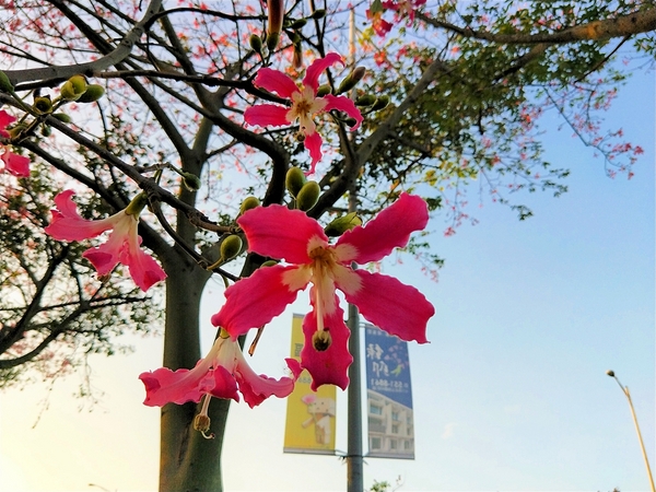虎尾農博美人樹大道:【雲林虎尾景點】粉紅色的美人樹大道~少女心IG美拍