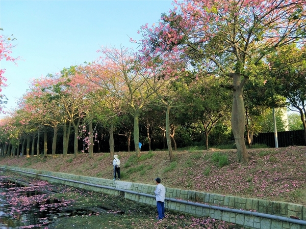 虎尾農博美人樹大道:【雲林虎尾景點】粉紅色的美人樹大道~少女心IG美拍