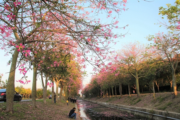 虎尾農博美人樹大道:【雲林虎尾景點】粉紅色的美人樹大道~少女心IG美拍