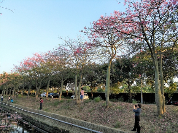 虎尾農博美人樹大道:【雲林虎尾景點】粉紅色的美人樹大道~少女心IG美拍