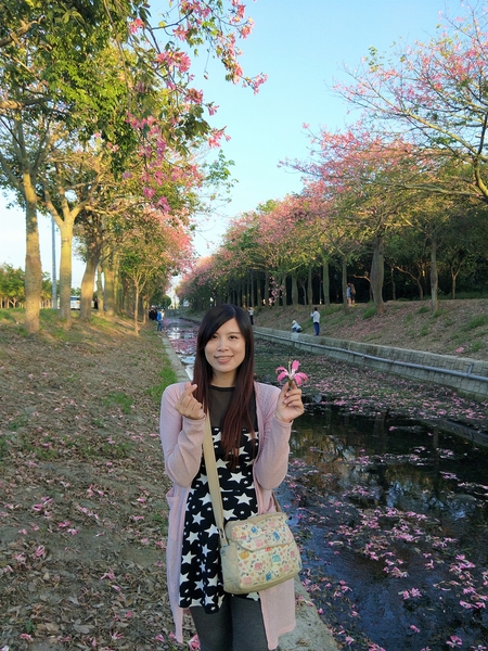 虎尾農博美人樹大道:【雲林虎尾景點】粉紅色的美人樹大道~少女心IG美拍