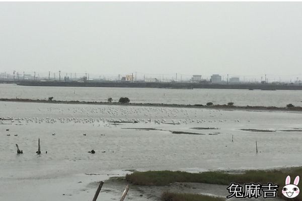 成龍集會所及濕地 (31).jpg