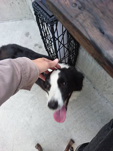 25396250_1716905621674453_5483789765124367635_n