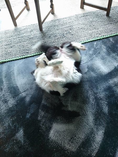 25152286_1716473561717659_5025217343313936555_n (1)