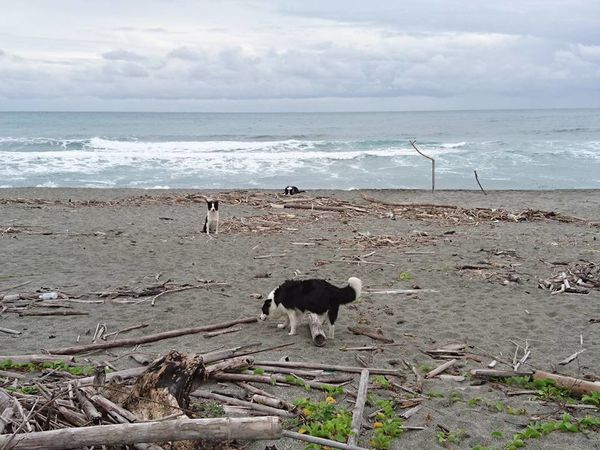 23519249_1717147361650279_5127500682692372384_n