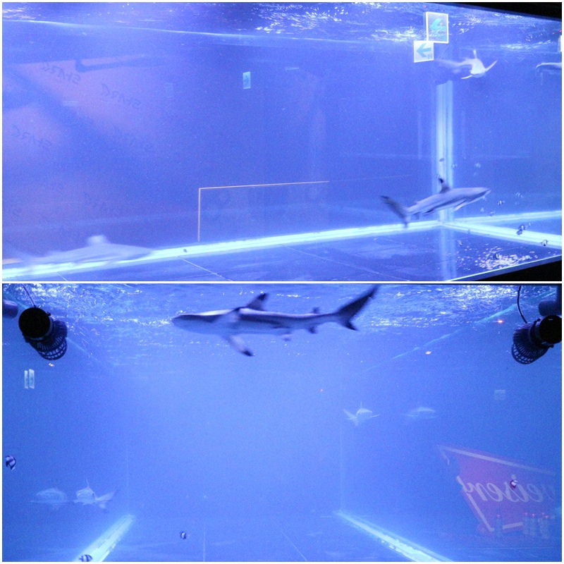 Shark Show House (79)