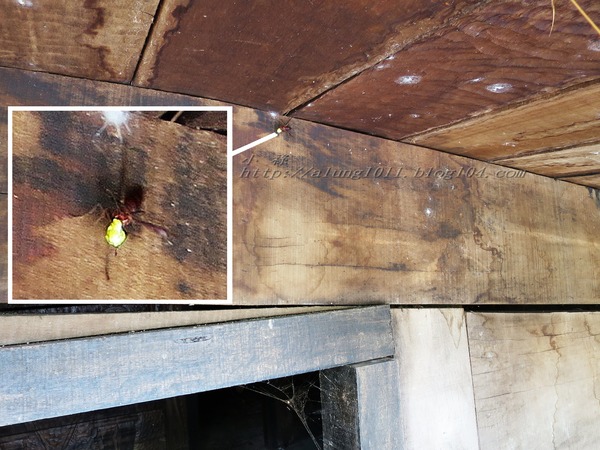 原住民文化園區：瑪沙魯)))))       ..台灣原住民文化園區