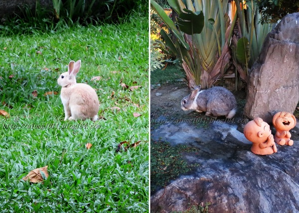 泰國南洋風高腳屋咖啡：三碗豬腳(台)!!!   ..南洋風高腳屋
