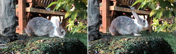 泰國南洋風高腳屋咖啡：三碗豬腳(台)!!!   ..南洋風高腳屋