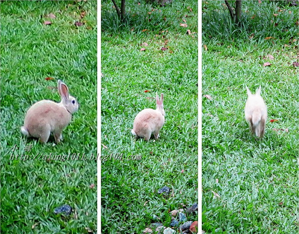 泰國南洋風高腳屋咖啡：三碗豬腳(台)!!!   ..南洋風高腳屋