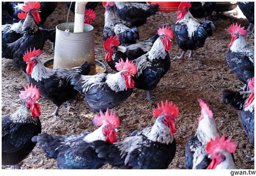 台中貴婦養成班，深紅火鍋首創燕窩漱口，再喝花膠雞湯吃氣冷雞！