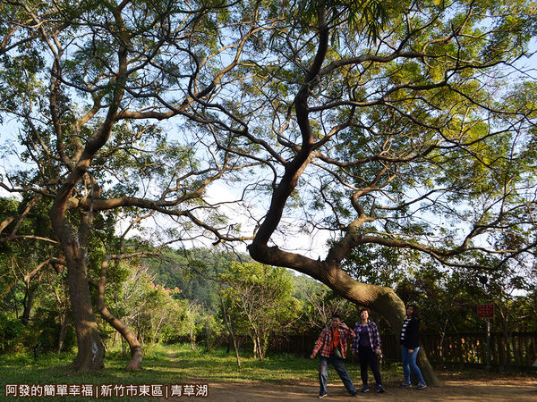 青草湖17-心心相印亭旁的綠林區