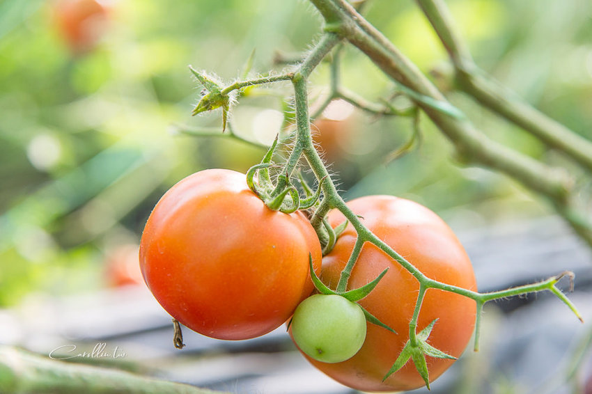 《金勇蕃茄農場》適合親子旅遊的免門票景點 - 卡琳。摸魚兒趣