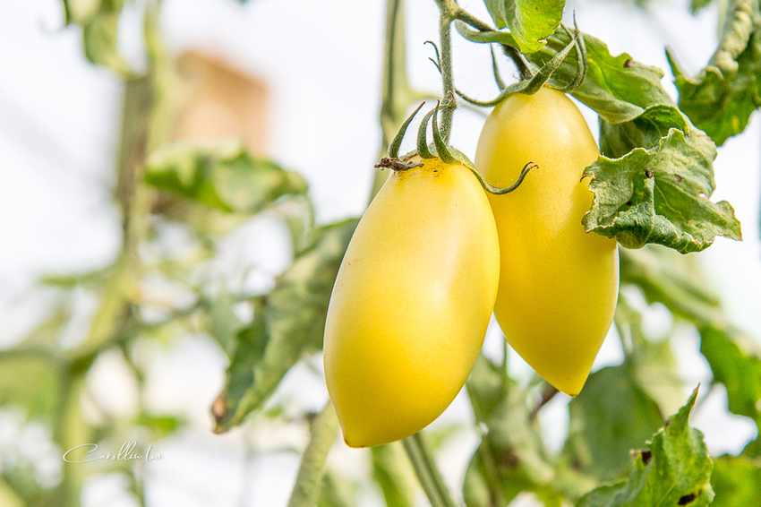 《金勇蕃茄農場》適合親子旅遊的免門票景點 - 卡琳。摸魚兒趣