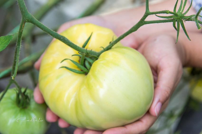《金勇蕃茄農場》適合親子旅遊的免門票景點 - 卡琳。摸魚兒趣