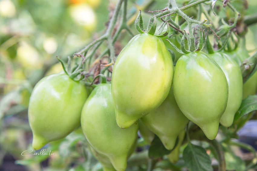 《金勇蕃茄農場》適合親子旅遊的免門票景點 - 卡琳。摸魚兒趣
