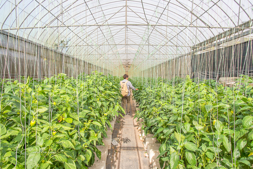 《金勇蕃茄農場》適合親子旅遊的免門票景點 - 卡琳。摸魚兒趣
