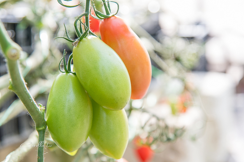 《金勇蕃茄農場》適合親子旅遊的免門票景點 - 卡琳。摸魚兒趣