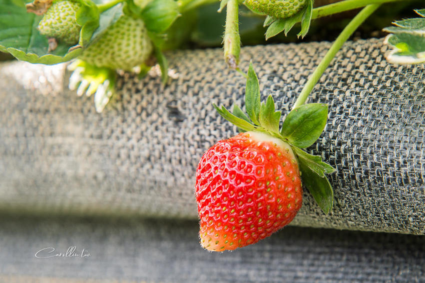 《金勇蕃茄農場》適合親子旅遊的免門票景點 - 卡琳。摸魚兒趣
