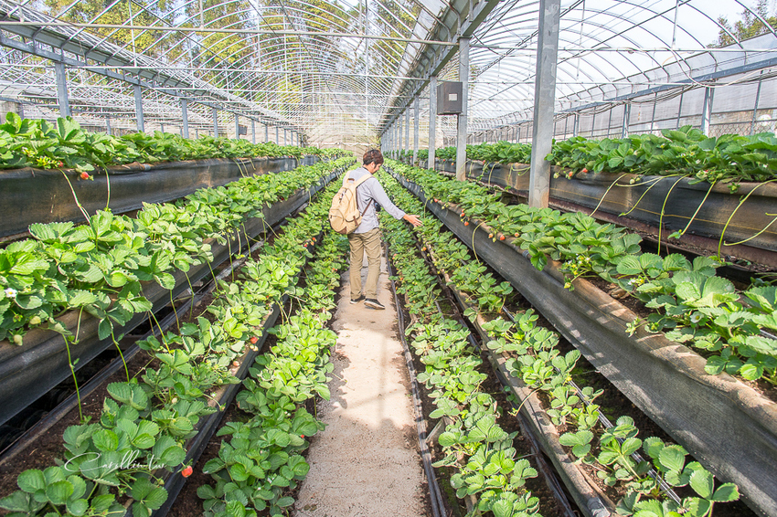 《金勇蕃茄農場》適合親子旅遊的免門票景點 - 卡琳。摸魚兒趣