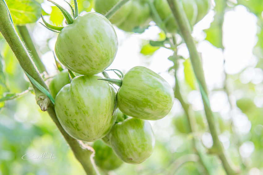 《金勇蕃茄農場》適合親子旅遊的免門票景點 - 卡琳。摸魚兒趣