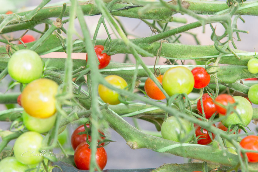 《金勇蕃茄農場》適合親子旅遊的免門票景點 - 卡琳。摸魚兒趣