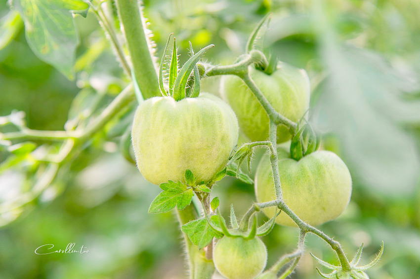 《金勇蕃茄農場》適合親子旅遊的免門票景點 - 卡琳。摸魚兒趣