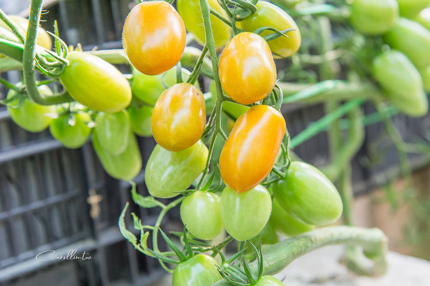 《金勇蕃茄農場》適合親子旅遊的免門票景點 - 卡琳。摸魚兒趣