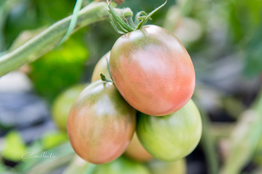 《金勇蕃茄農場》適合親子旅遊的免門票景點 - 卡琳。摸魚兒趣
