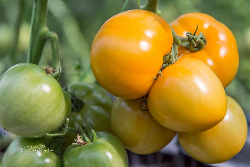 《金勇蕃茄農場》適合親子旅遊的免門票景點 - 卡琳。摸魚兒趣