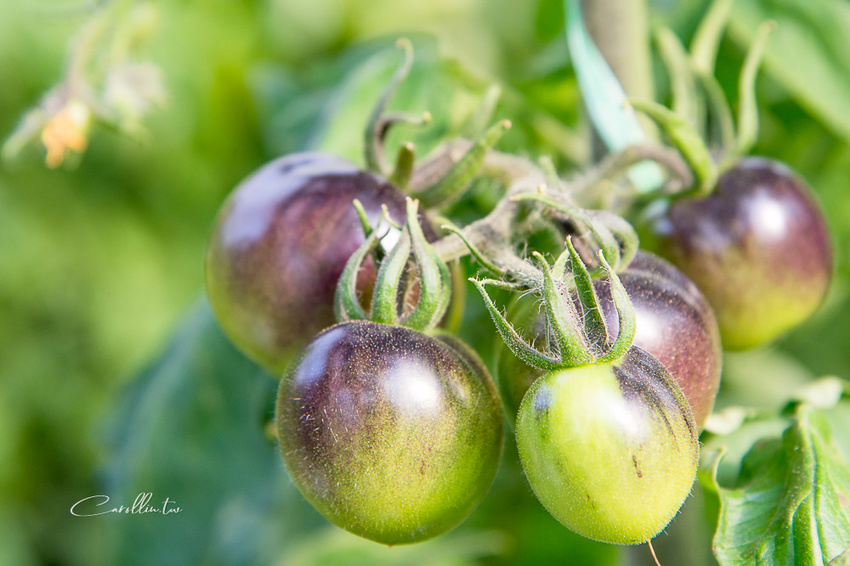 《金勇蕃茄農場》適合親子旅遊的免門票景點 - 卡琳。摸魚兒趣