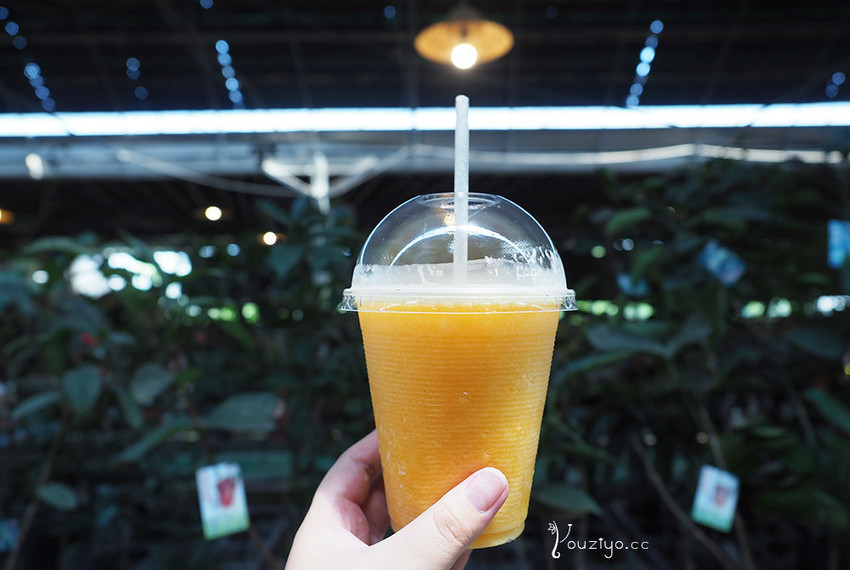 新竹關西金勇DIY蕃茄農場 色彩繽紛甜酸蜜蕃茄DIY