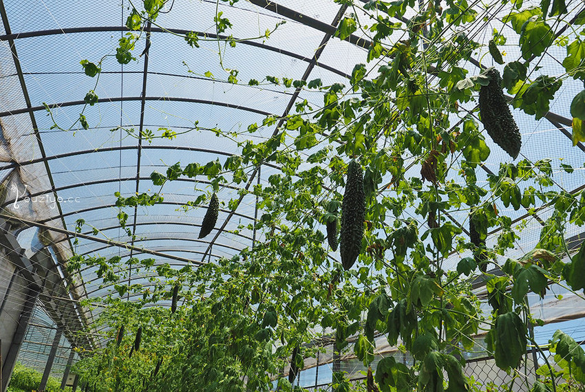 新竹關西金勇DIY蕃茄農場 色彩繽紛甜酸蜜蕃茄DIY