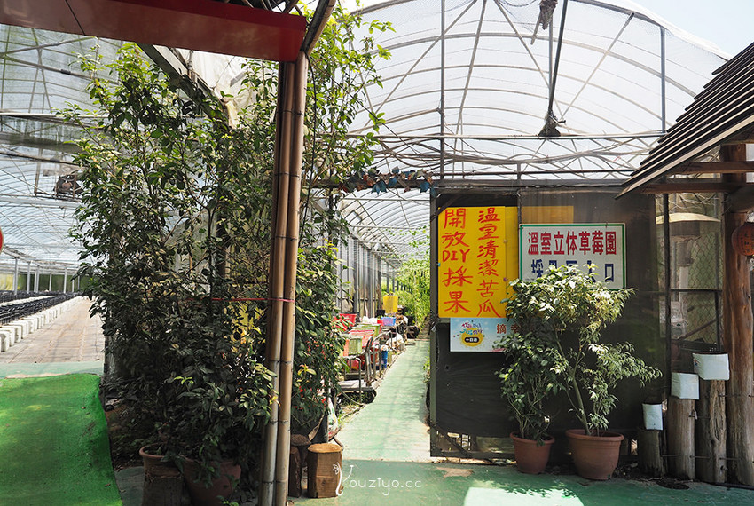 新竹關西金勇DIY蕃茄農場 色彩繽紛甜酸蜜蕃茄DIY