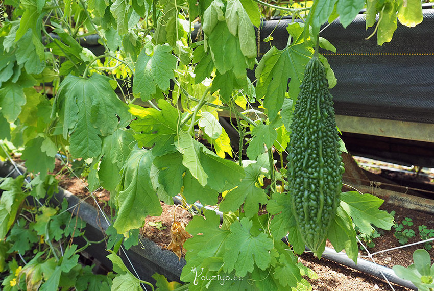 新竹關西金勇DIY蕃茄農場 色彩繽紛甜酸蜜蕃茄DIY