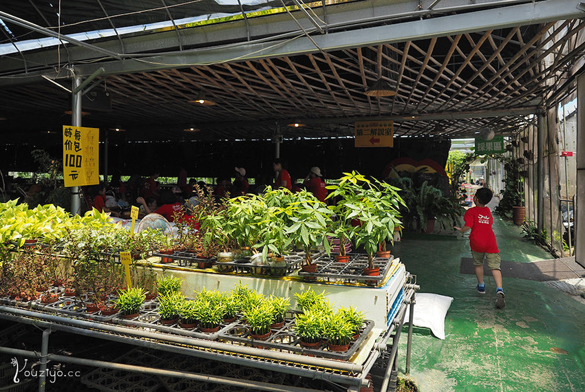 新竹關西金勇DIY蕃茄農場 色彩繽紛甜酸蜜蕃茄DIY