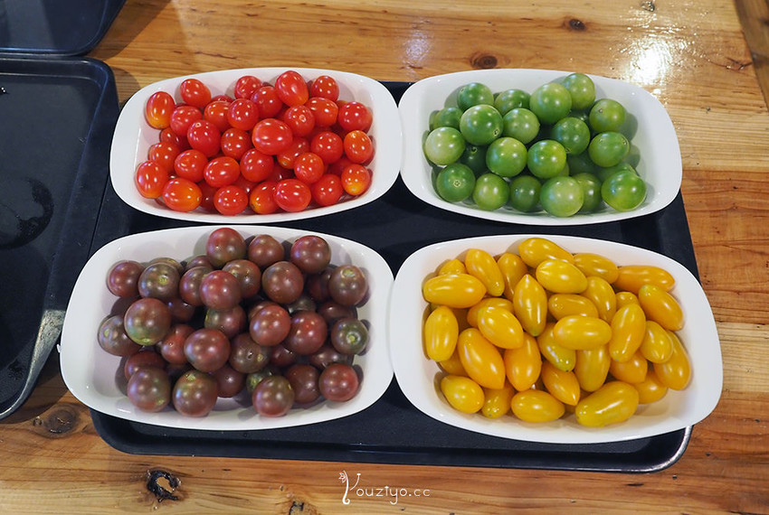 新竹關西金勇DIY蕃茄農場 色彩繽紛甜酸蜜蕃茄DIY