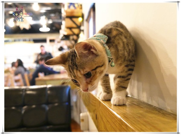 桃園美食,大溪美食,文青咖啡店,日式,貓店長,大溪老街