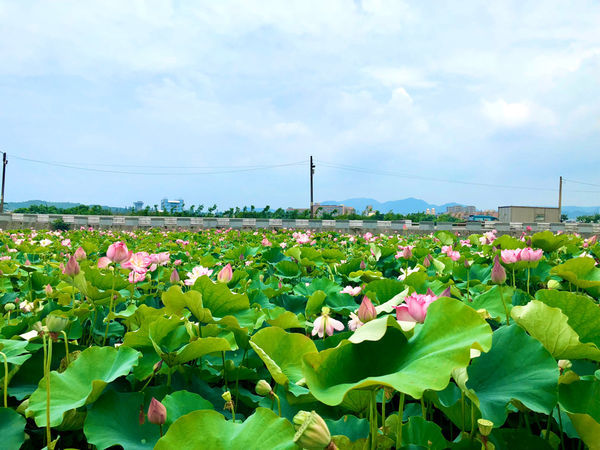 金山一日輕旅行,私房景點大公開/鹿羽松牧場、中角灣沙灘、還有蓮花季賞蓮花、好吃好玩都在這一篇